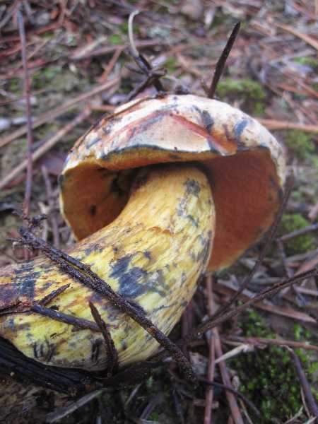 Boletus queletii_5_Talvez-redim600.jpg