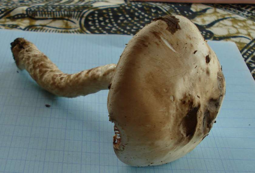 Agaricus 091120 DSC02609a.JPG