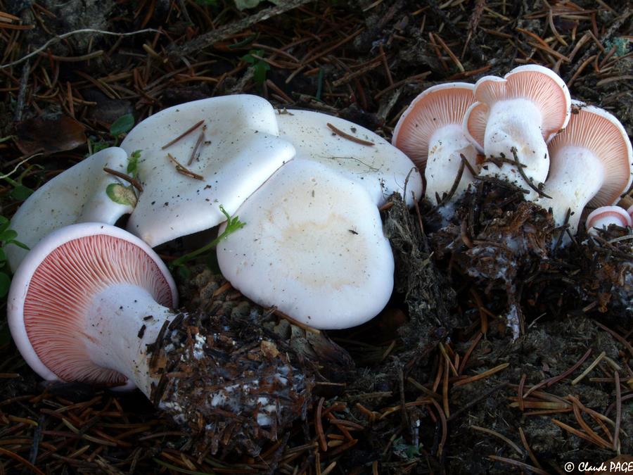 Leucopaxillus rhodoleucus_-3.JPG