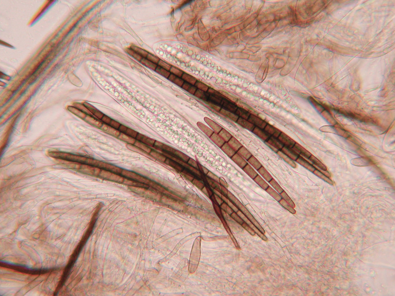 Trichoglossum-octopartitum.jpg