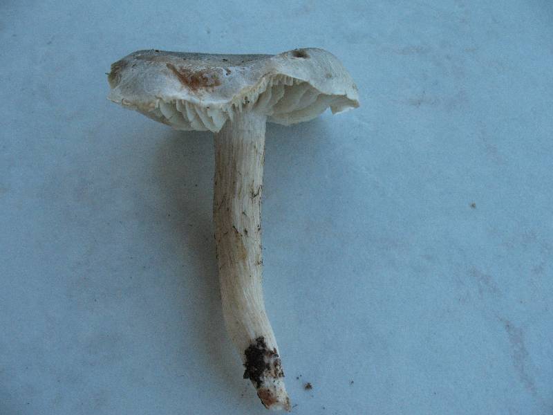 Tricholoma5-redim800.jpg