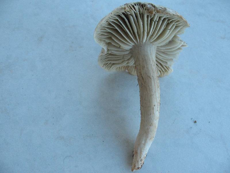 Tricholoma7-redim800.jpg