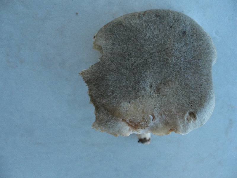 Tricholoma4-redim800.jpg