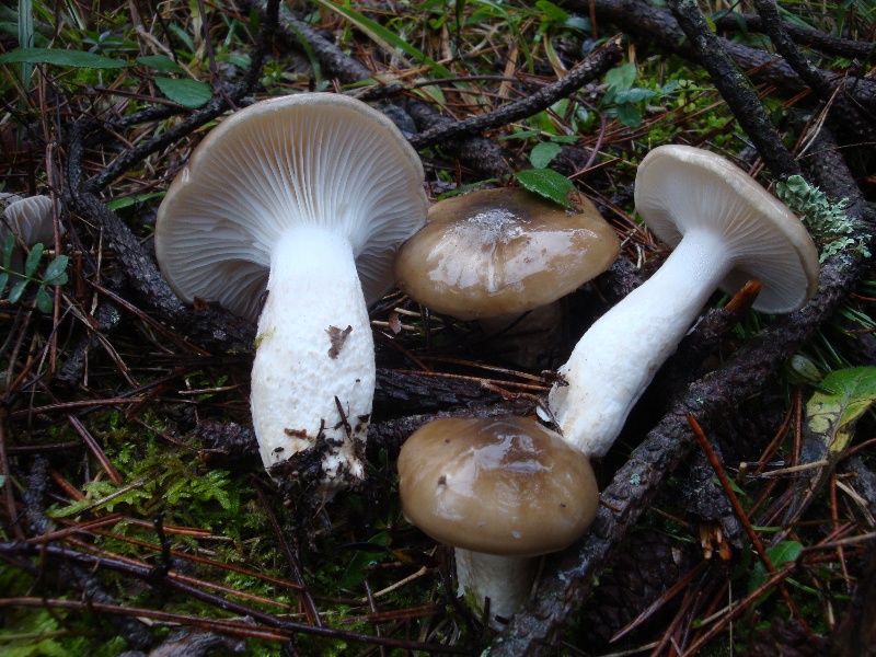 Hygrophorus latitabundus 14-redim800.JPG