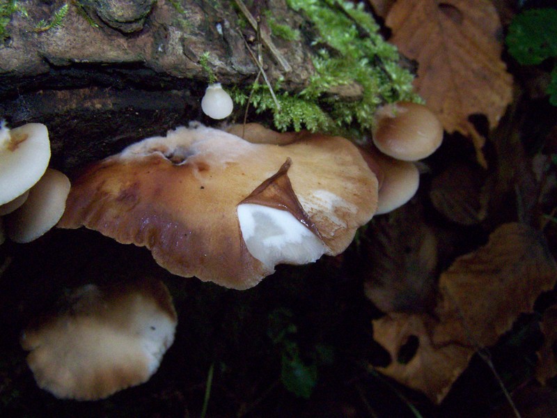 crepidotus mollis.jpg