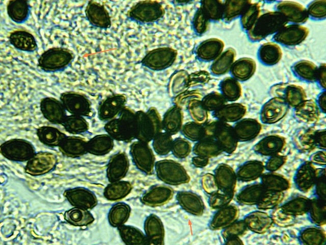 paneole spores.jpg