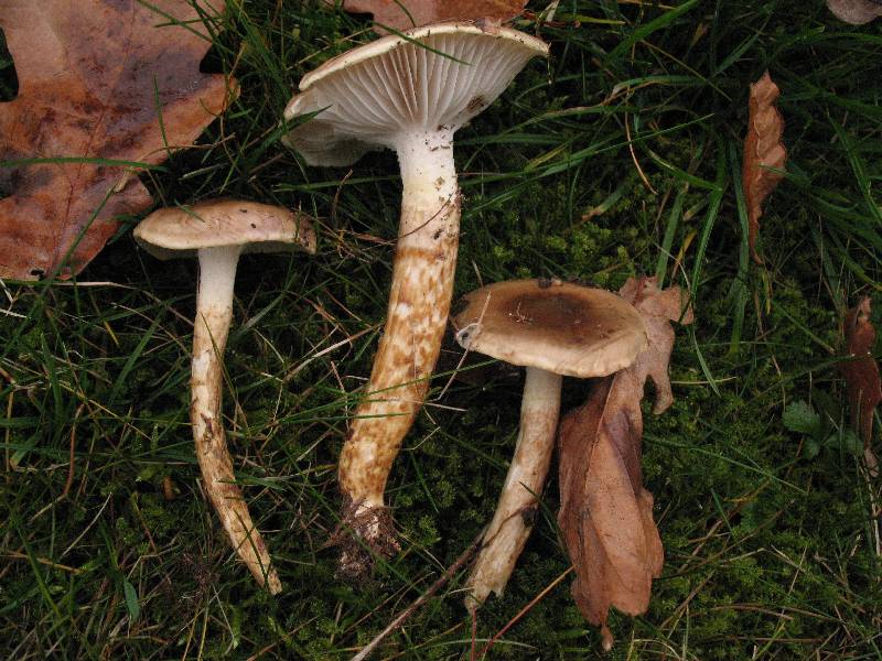 HygrophorusOlivaceoalbus var.gracilis1-redim800.JPG