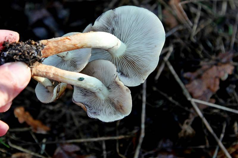 Hypholoma sublateritium (3).jpg