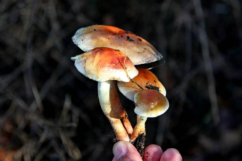 Hypholoma sublateritium (2).jpg