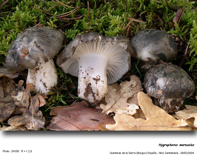 Hygrophorus_marzuolus 040208.jpg