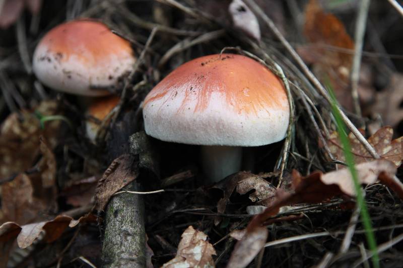 Hypholoma sublateritium.jpg