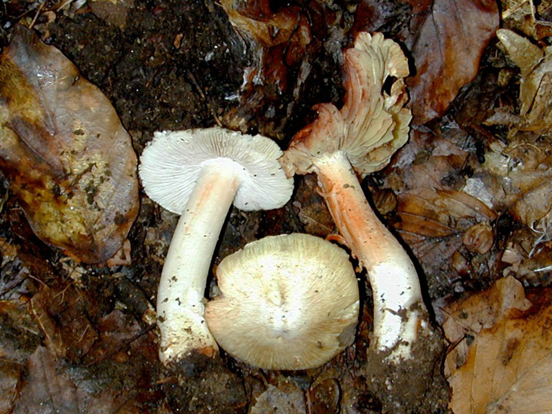 Inocybe-godeyi.jpg