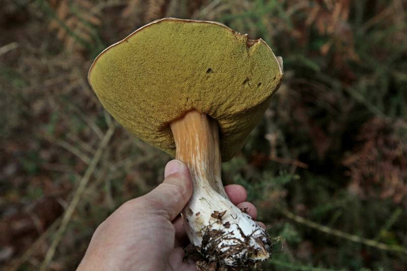 Boletus-2.JPG