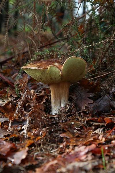 Boletus.JPG