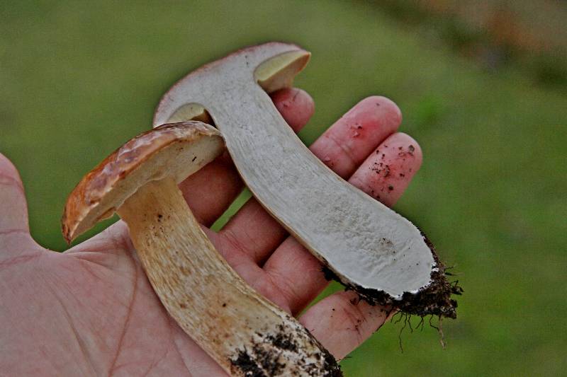 Boletus edulis-2.JPG