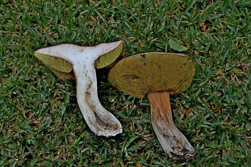 Boletus edulis.JPG