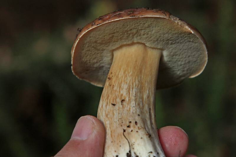 Boletus edulis.JPG