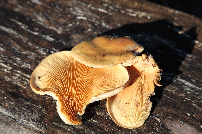 Pleurotus-2.JPG