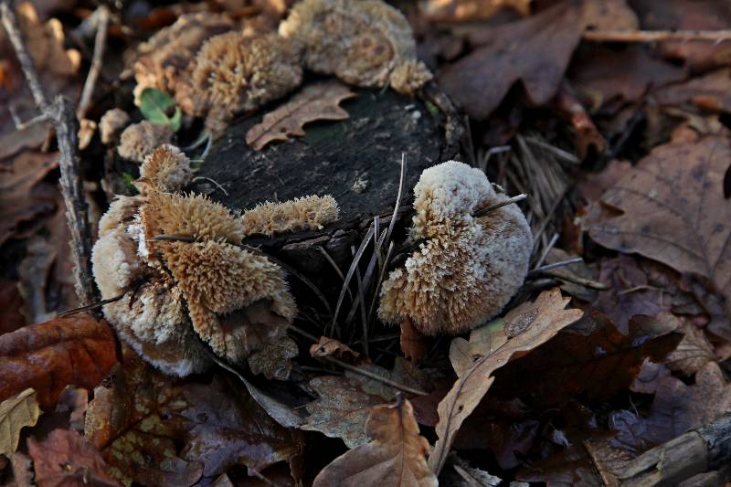 Oligoporus ptychogaster(...).jpg