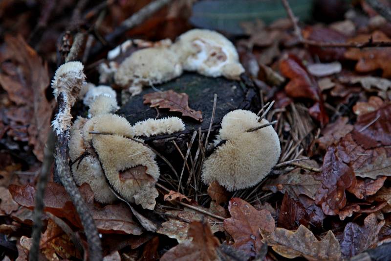 Oligoporus ptychogaster.jpg