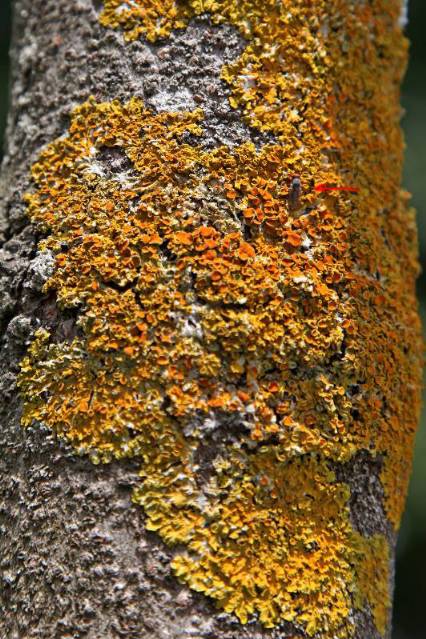 Xanthoria parietina.jpg