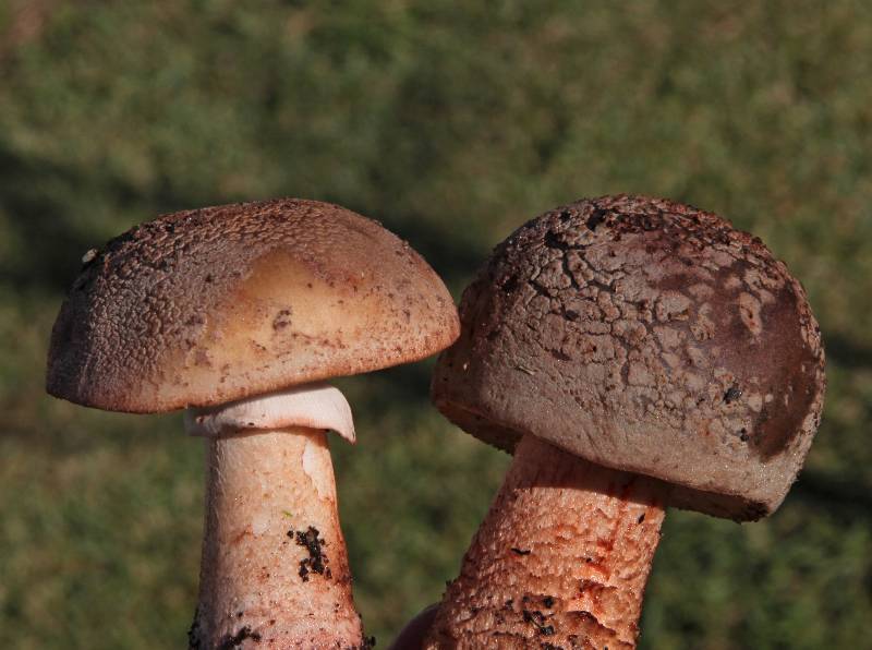 Amanita rubescens.jpg