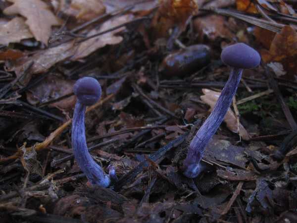 Cortinarius-redim600.JPG