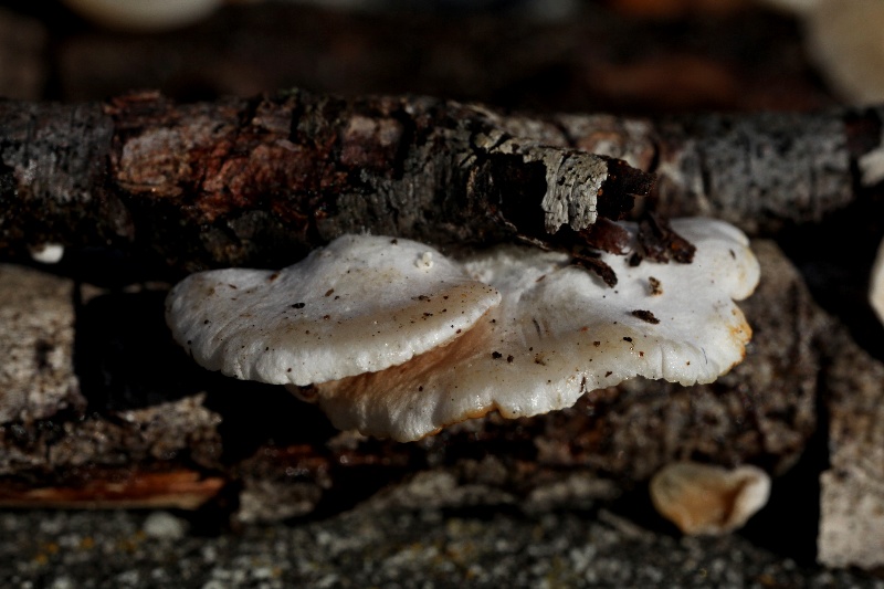 Crepidotus(...)-2.jpg