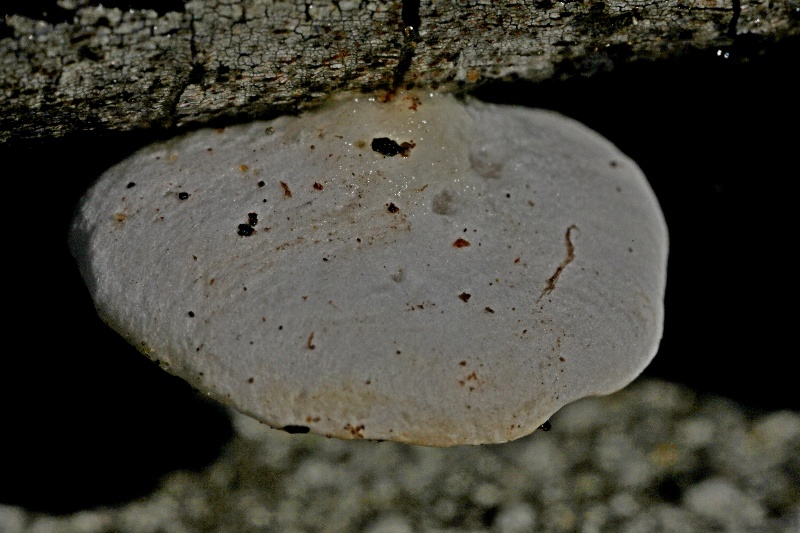 Crepidotus(...).jpg