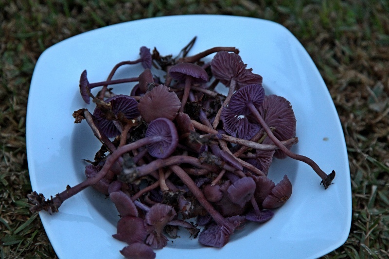 Laccaria amethystina.jpg