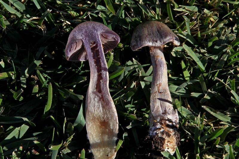 cortinarius scutulatus(...)-3.jpg