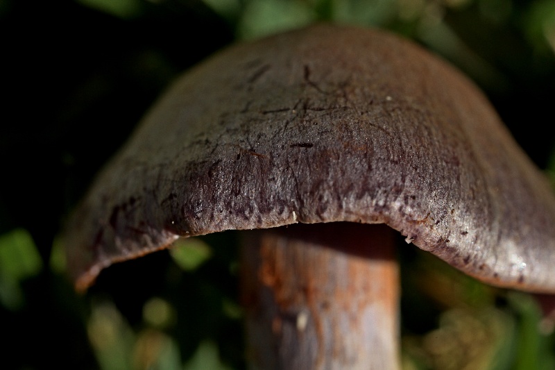 cortinarius scutulatus(...)-2.JPG