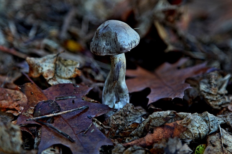 cortinarius scutulatus(...).jpg