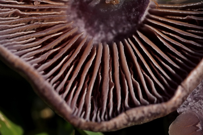 cortinarius scutulatus(...)-5.jpg