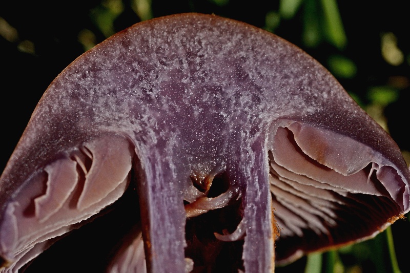 cortinarius scutulatus(...)-4.JPG