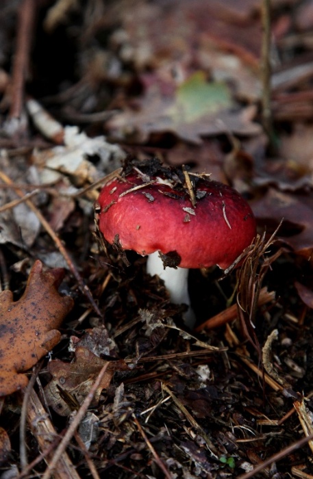 Russula sp..JPG