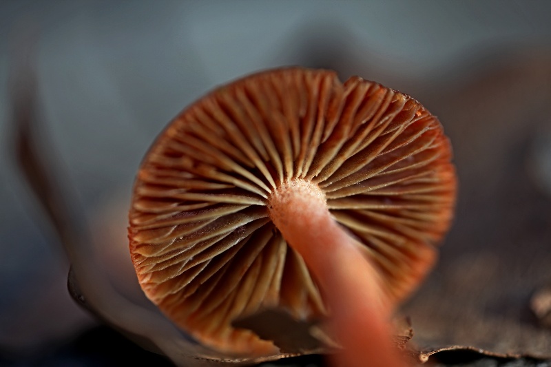 Stropharia(...)-2.jpg