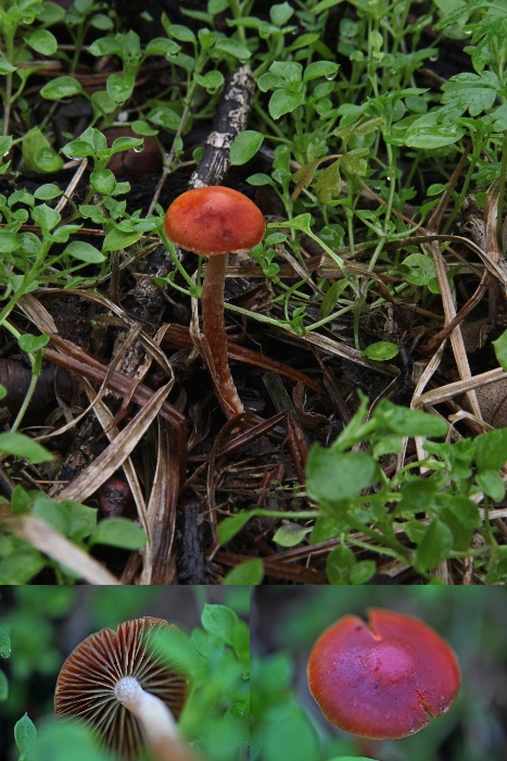 Stropharia aurantiaca(...).jpg