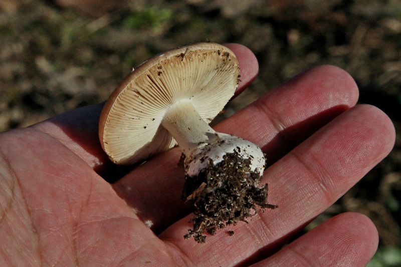 Amanita curtipes-3.jpg