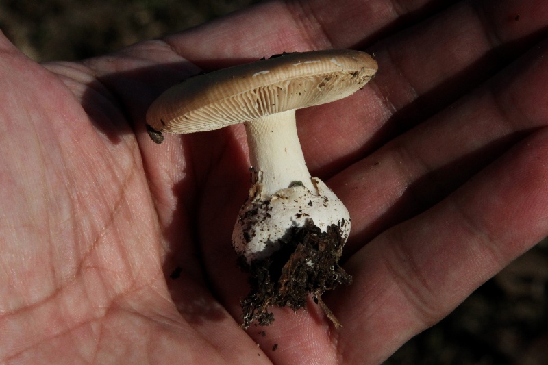 Amanita curtipes-2.jpg