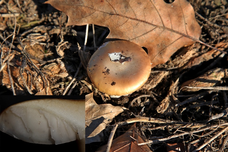 Amanita curtipes.jpg