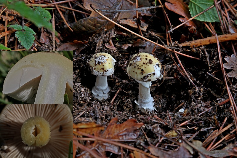 Amanita junquillea.jpg