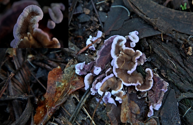 Chondrostereum purpureum.jpg