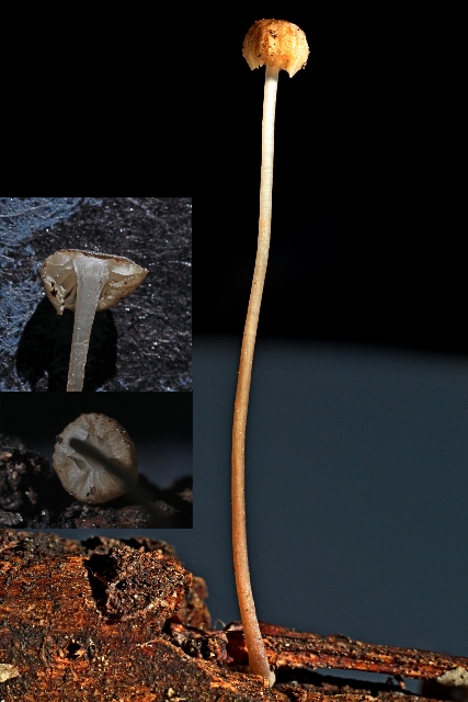 Mycena mirata(...)-2.jpg