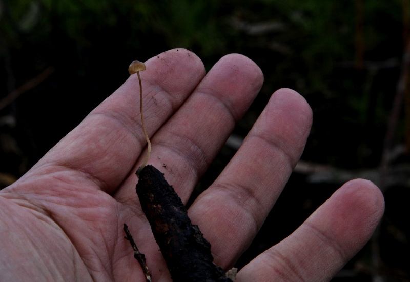 Mycena mirata.jpg