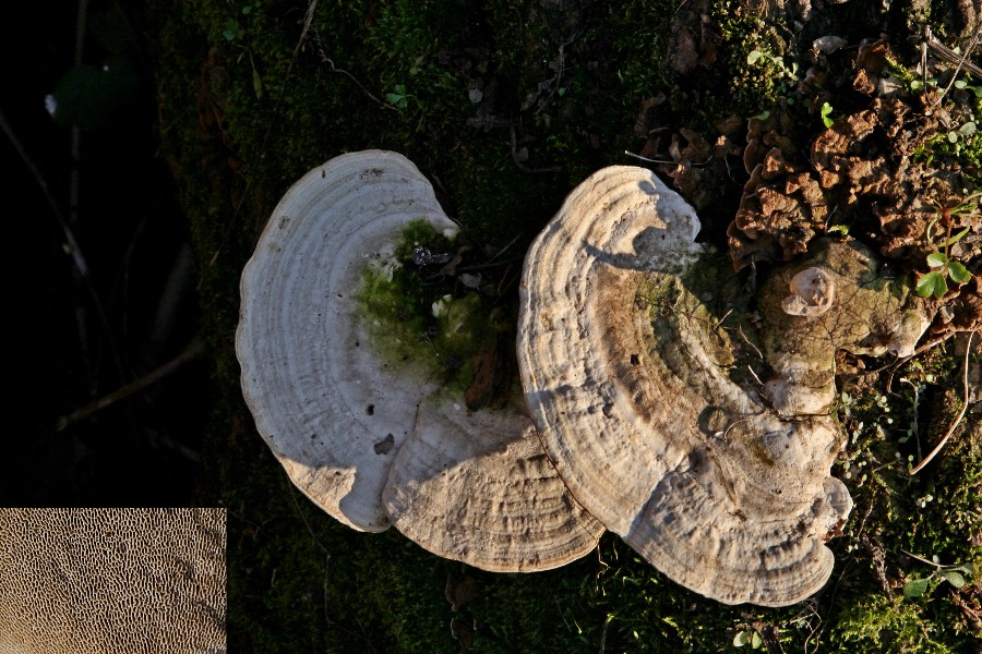 Trametes.jpg