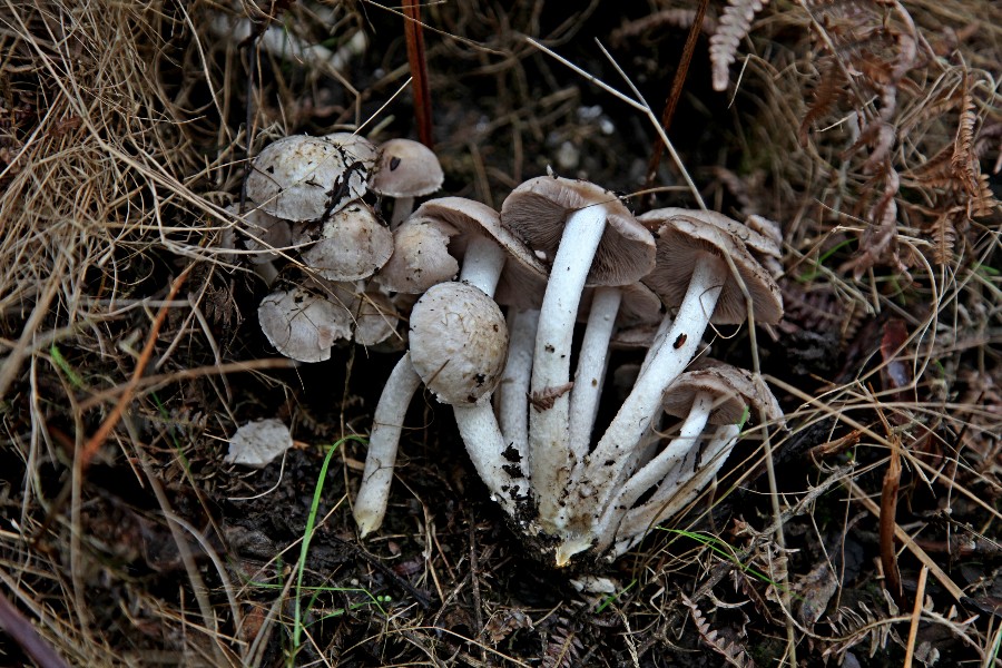 Psathyrella.jpg