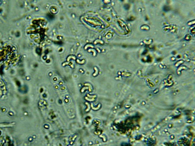 spores dét 4.jpg
