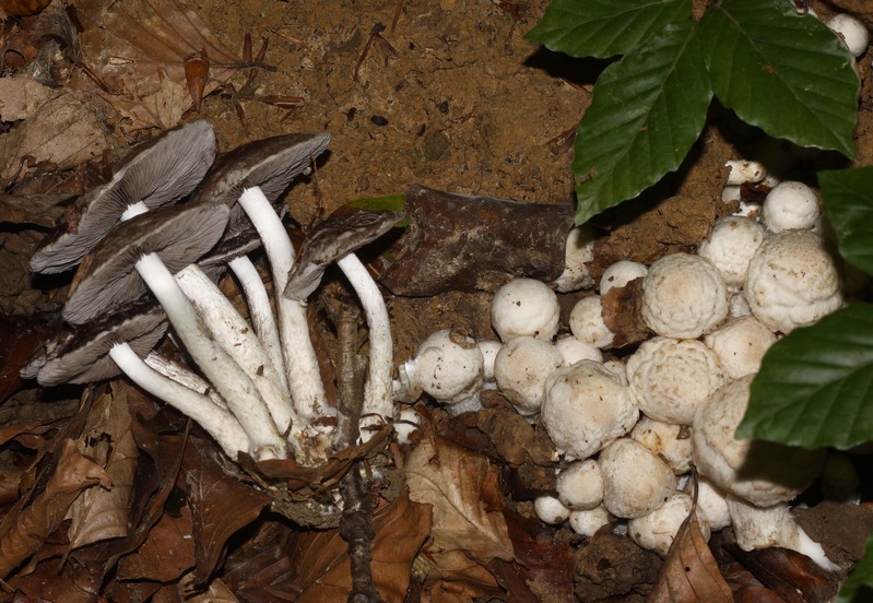 Psathyrella cotonea (1).JPG