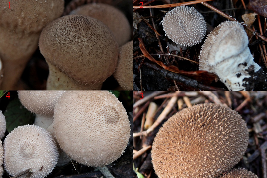 Lycoperdon sp..jpg